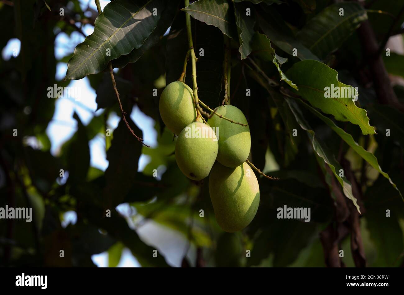 Some young mangoes on the tree Stock Photo
