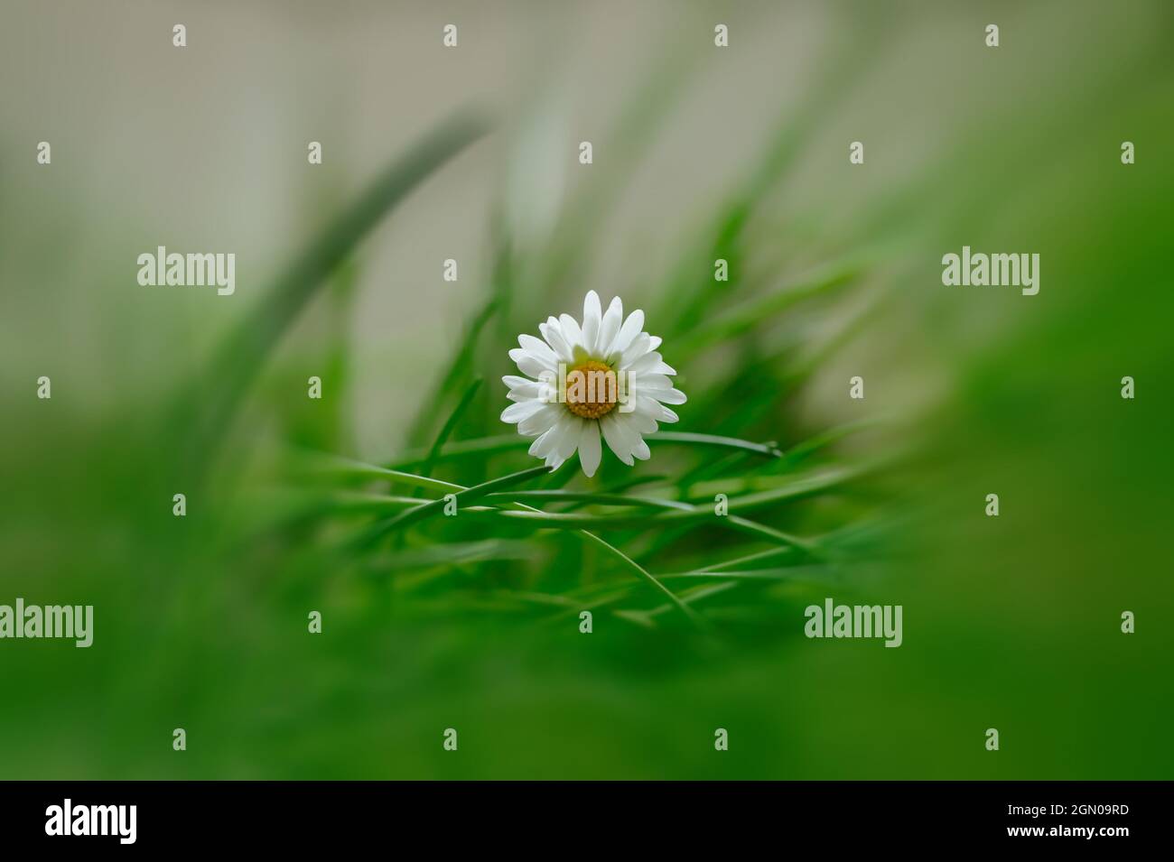 A daisy, Bellas perennis, blooms in a green meadow Stock Photo
