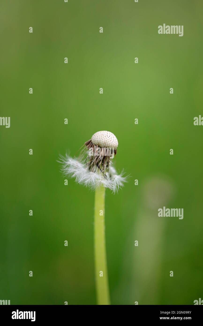 A withered dandelion flower grows in a green meadow Stock Photo