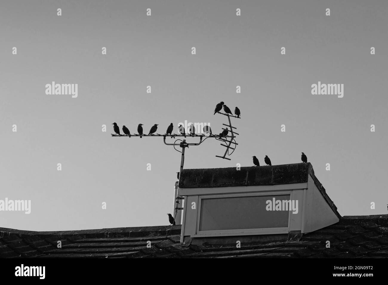Silhouettes of birds seen  resting on a tv areal on top of a house in the evening. Stock Photo