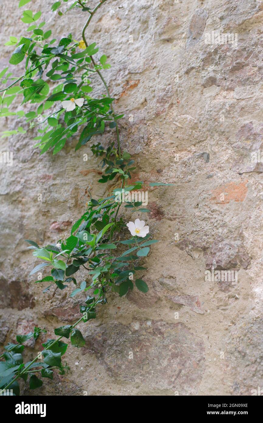 Roses on an old wall, hundreds of years old, with climbing white roses blossoming Stock Photo