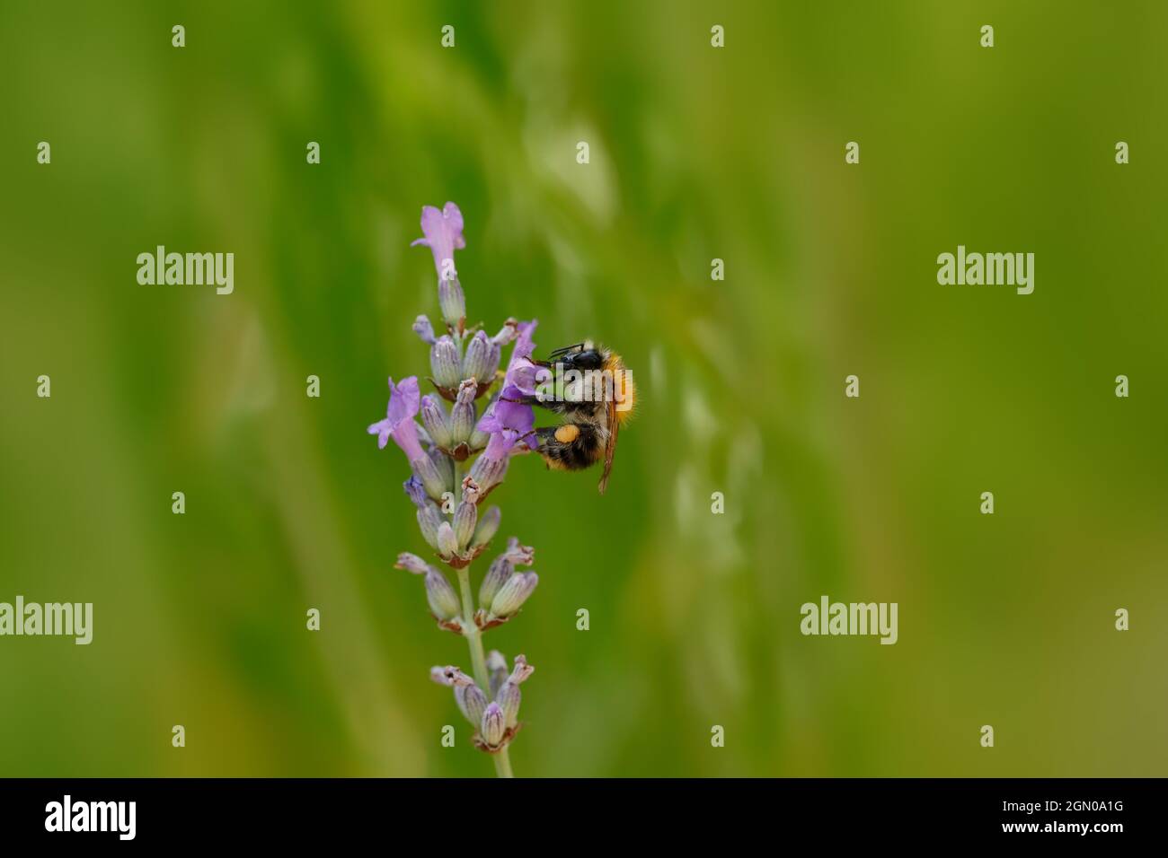 Bumblebee collects nectar from a lavender flower Stock Photo