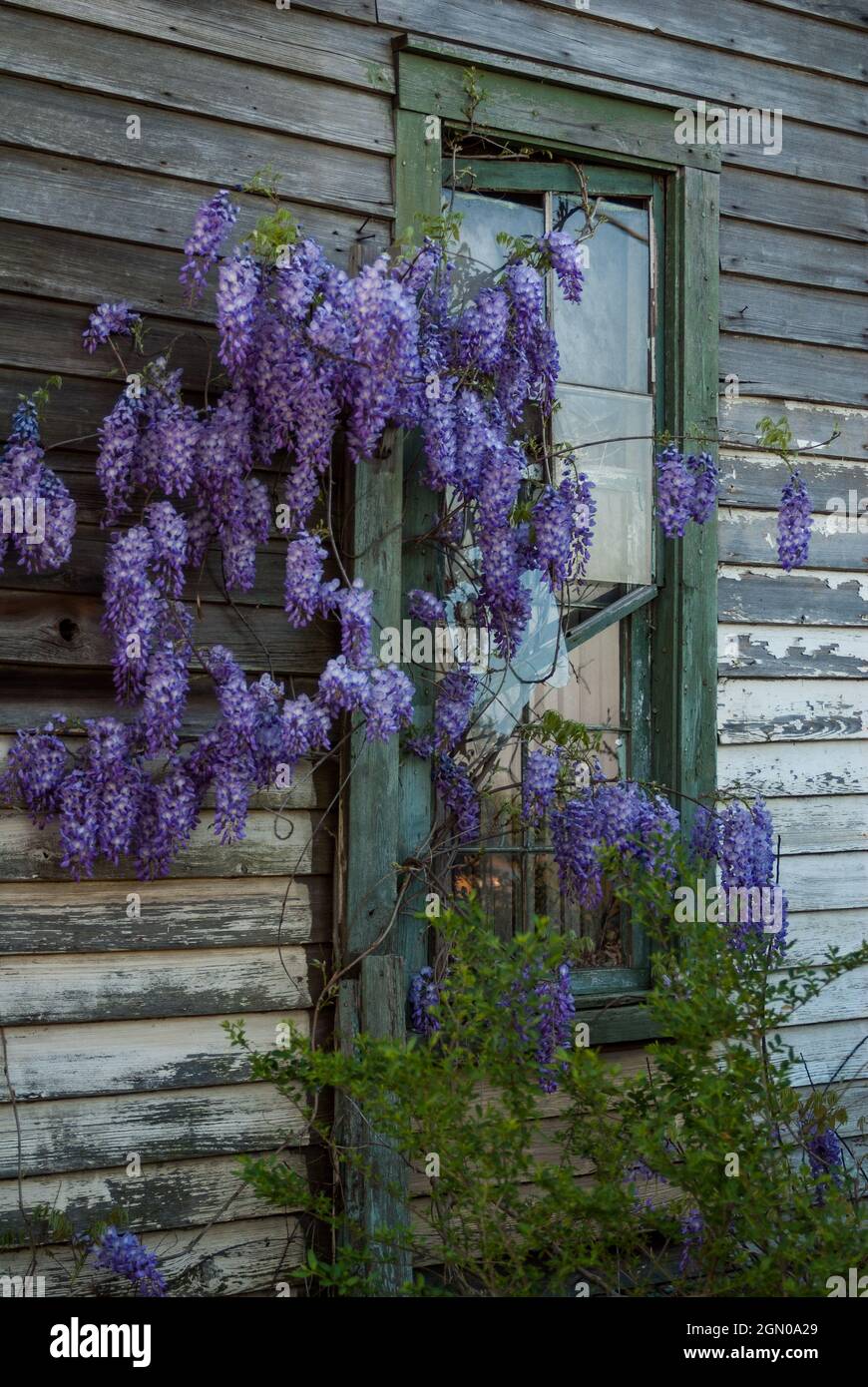 An old abandoned farm house covered in wisteria in Hoke County, NC