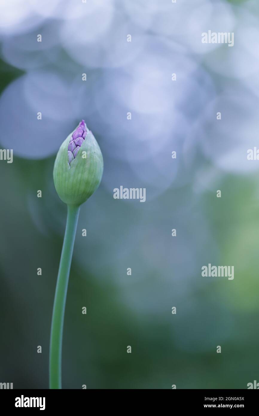 Allium flower against a green blurred background Stock Photo