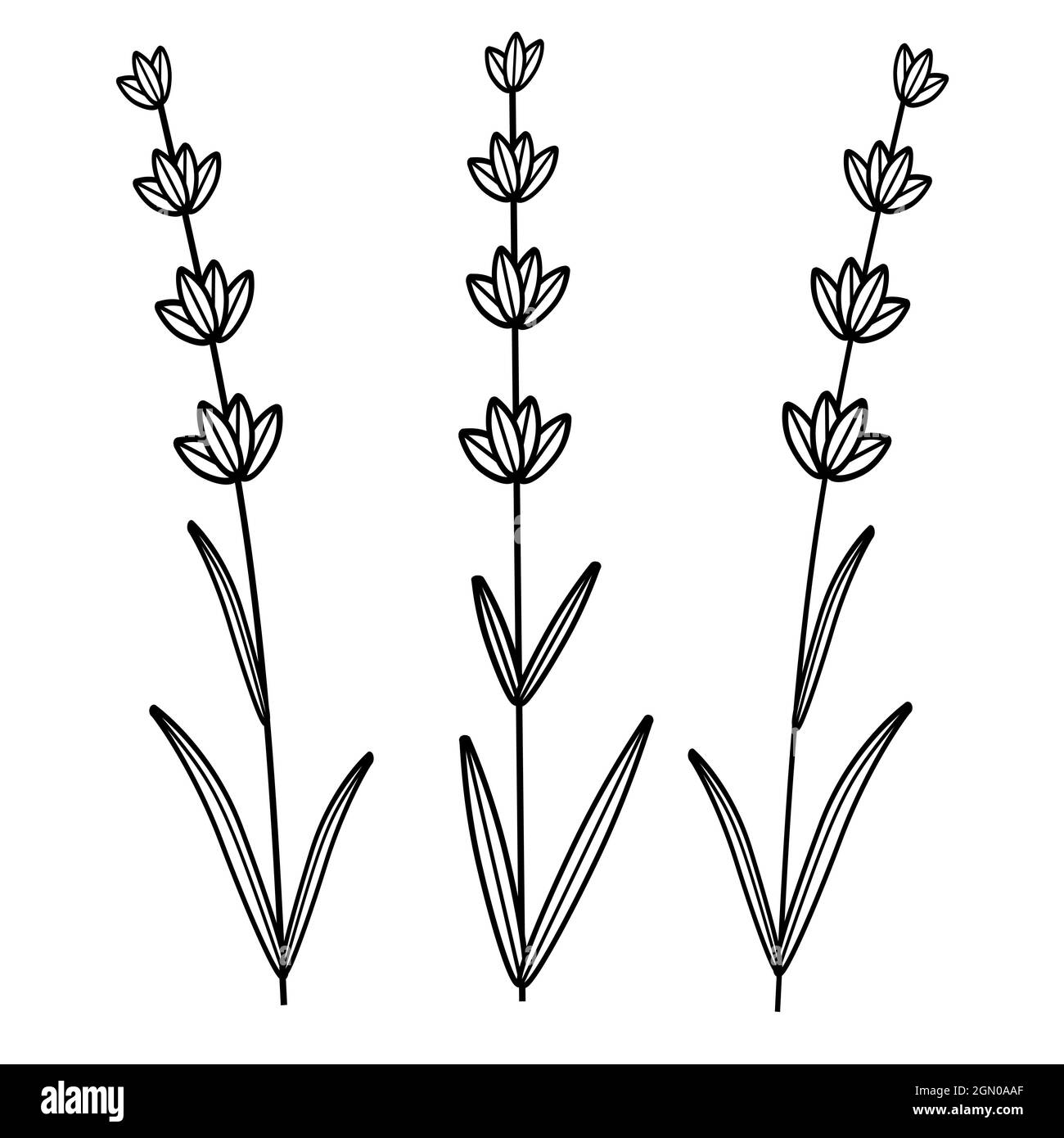 Hand-drawn floral made in vector. Lavender vector drawing set. Isolated