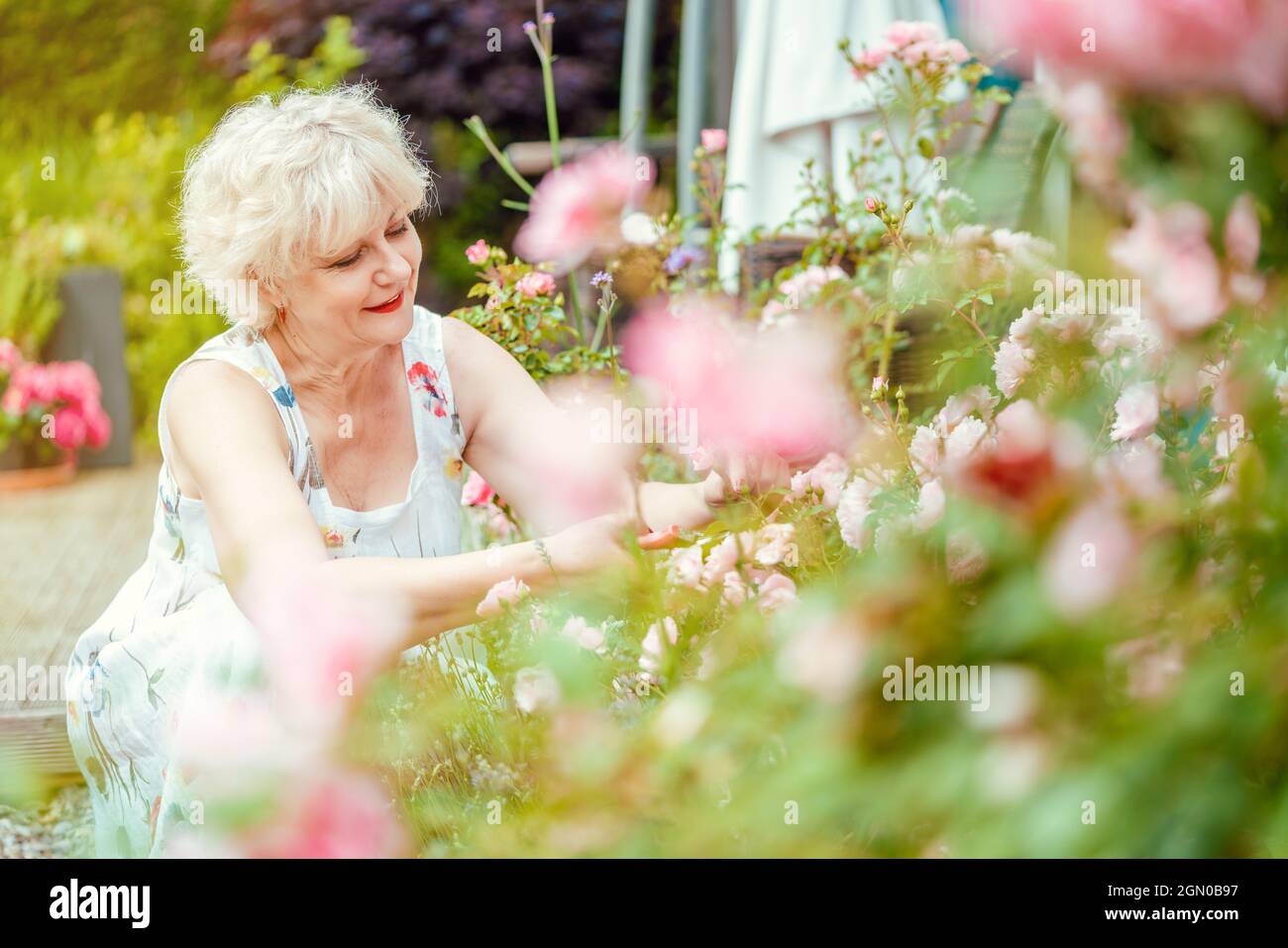 Senior woman gardening cutting her roses Stock Photo