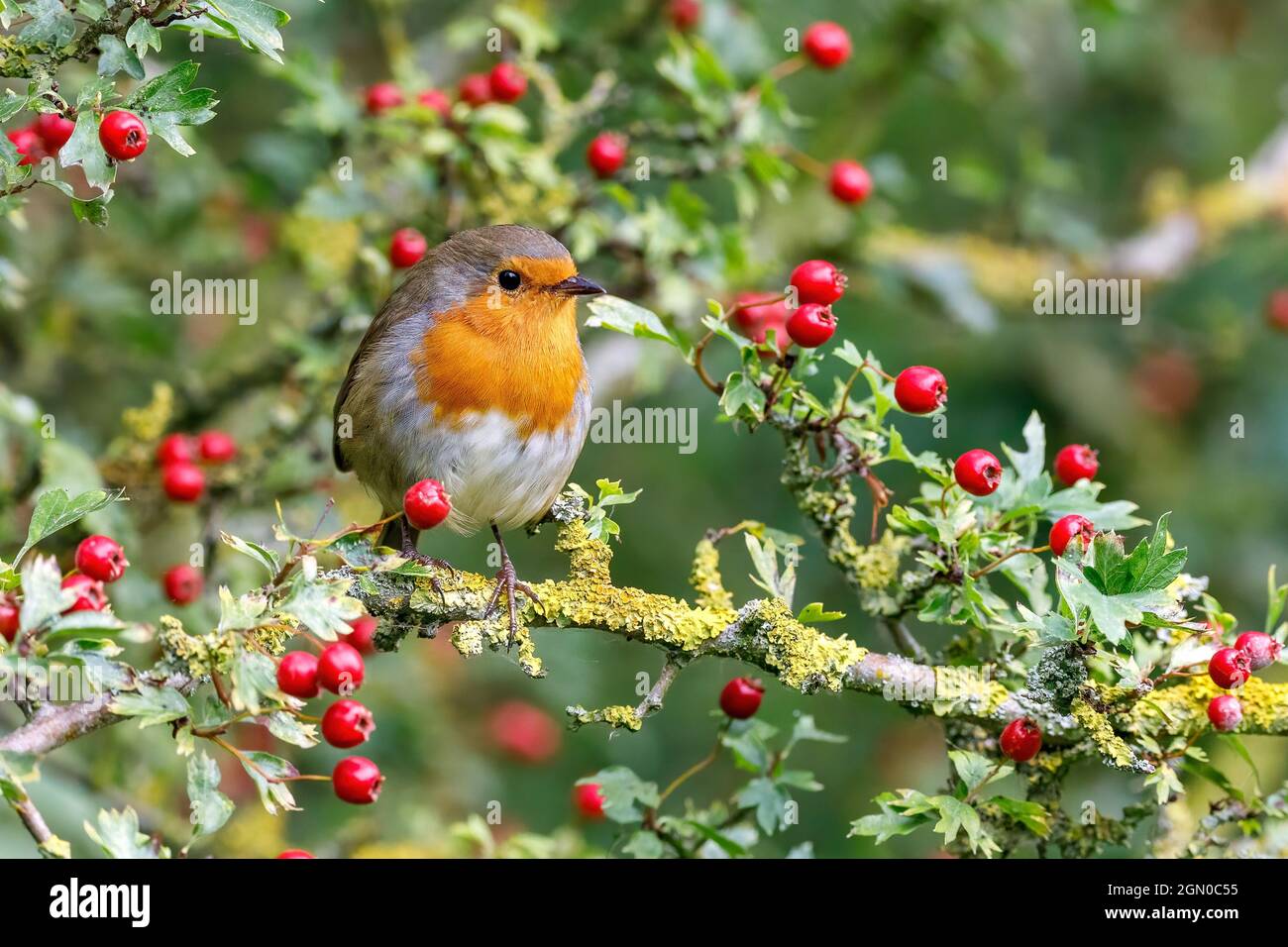 European Robin (Erithacus rubecula) in a hawthorn bush with red berries, uk Stock Photo