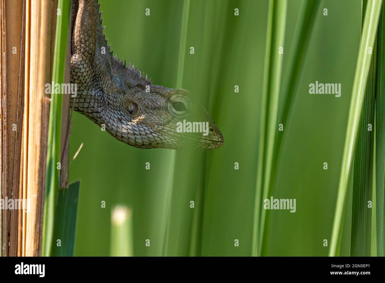 Chameleon trying to hide in grass Stock Photo
