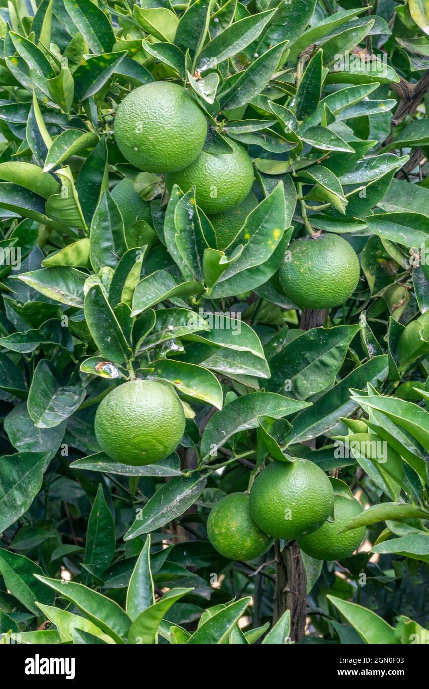 Orange tree citrus x aurantium with green leaves and fruit still to ripen Stock Photo