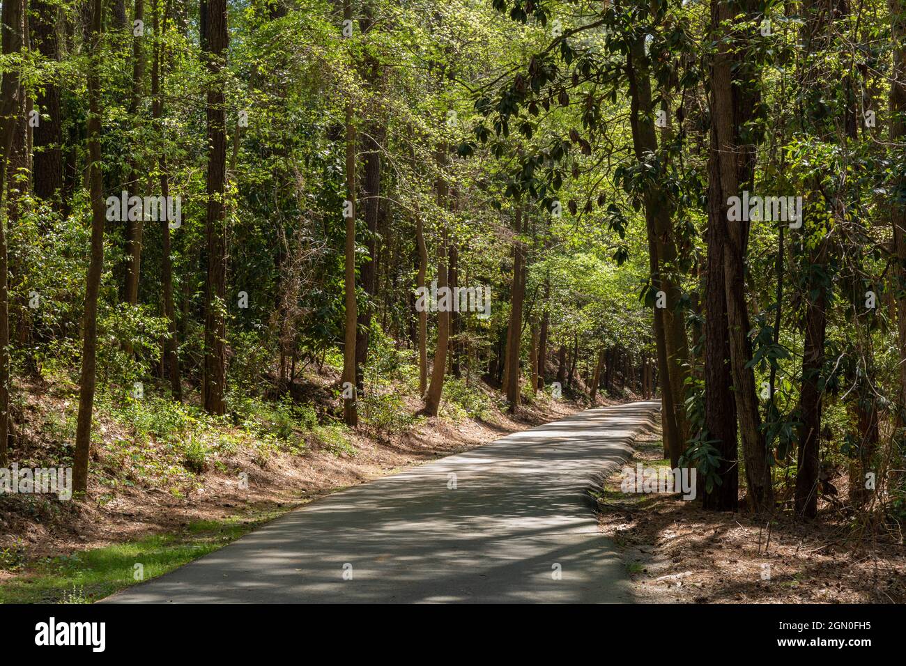 Paved greenway through a wooded area with shade and dappled sunshine