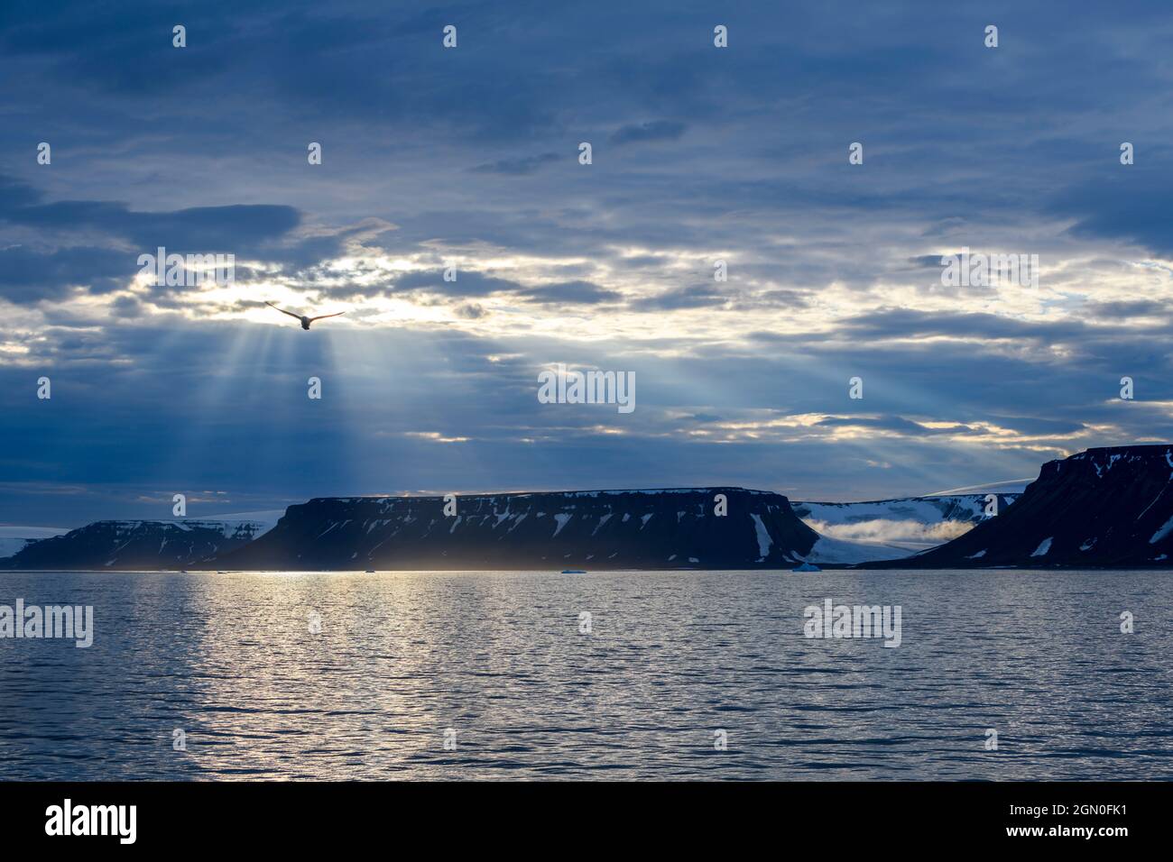 Arctic landscape in summer time. Franz Jozef Land archipelago. Flora