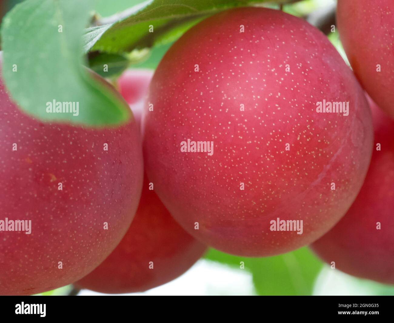Large ripe cherry plum, close-up photo. Ripe berries. Stock Photo