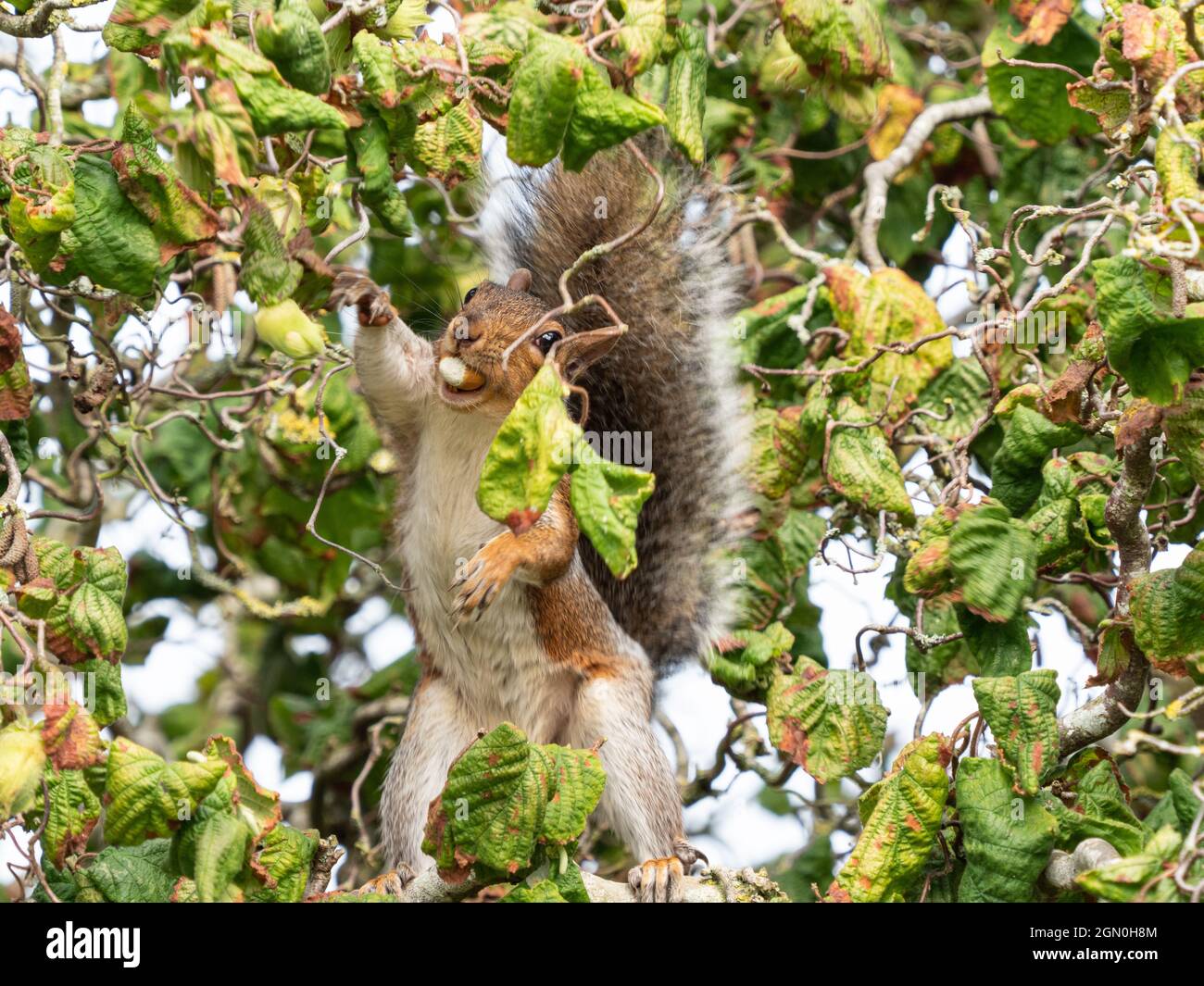 Grey Squirrel collecting hazel nuts Stock Photo