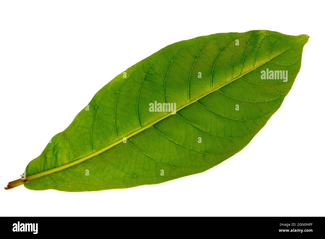 Top view of green country almond leaves, isolated on white background with clipping path Stock Photo