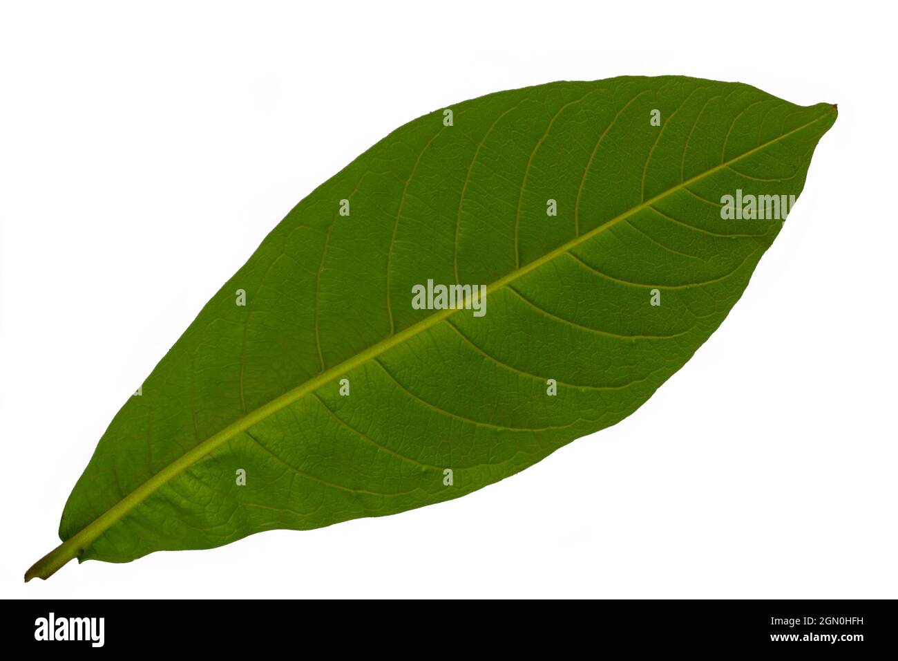 Bottom view of country almond leaf with green leaf frame, isolated on white background with clipping path Stock Photo