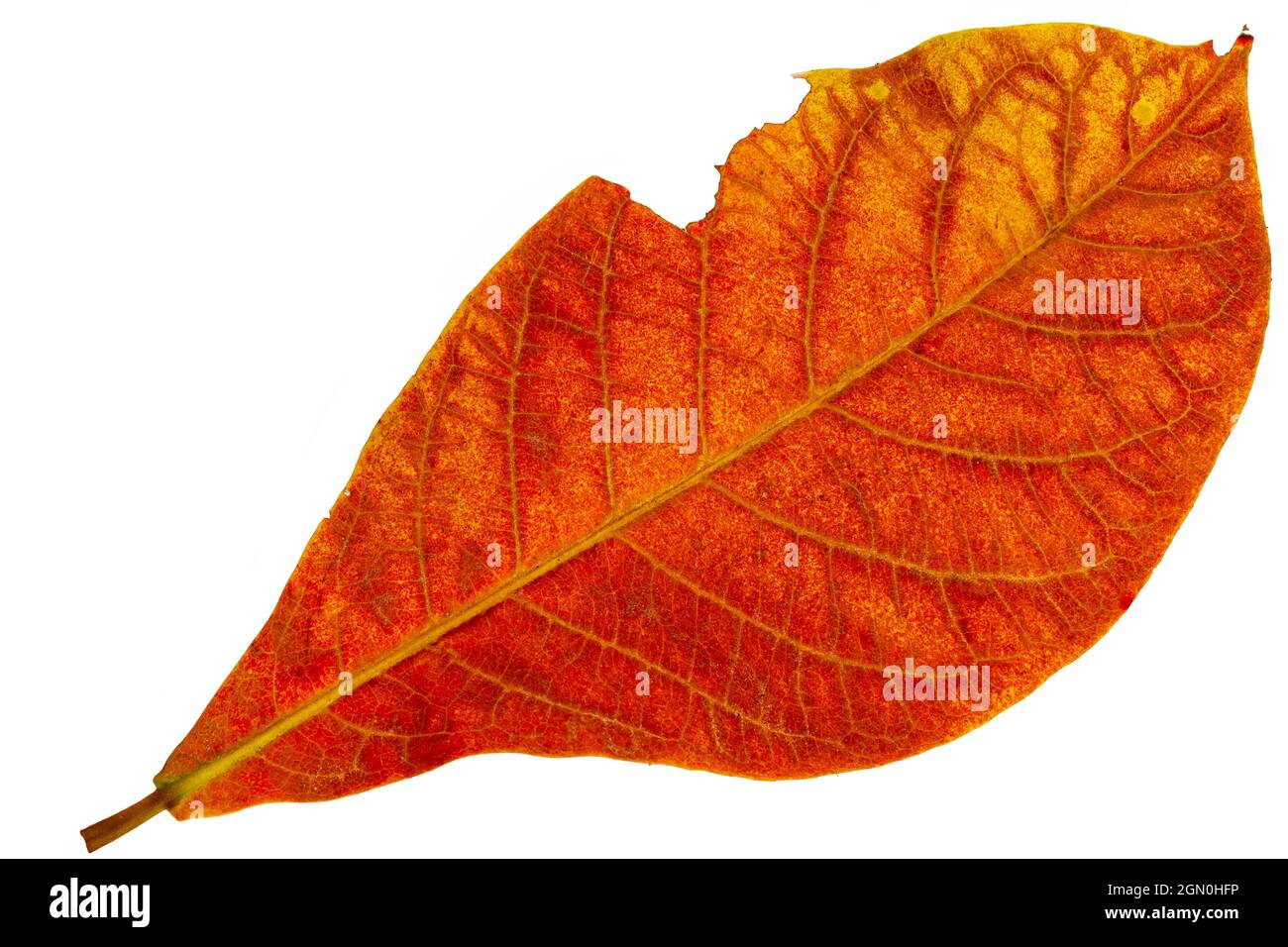 Top view of orange country almond leaves, isolated on white background with clipping path Stock Photo