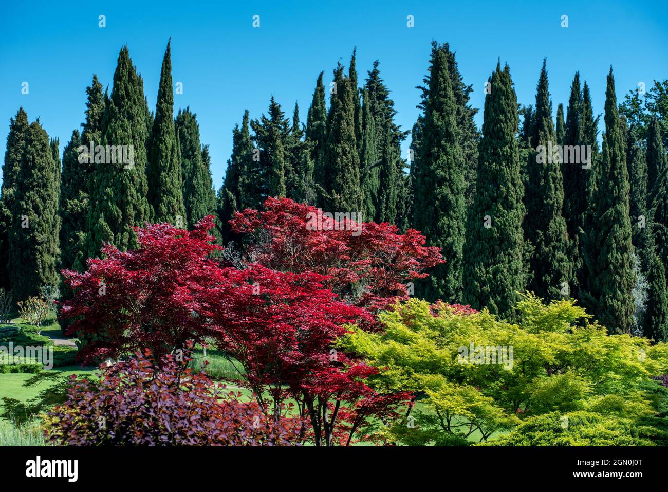 Ornamental Japanese Maple trees with their colorful red leaves in a large garden with backdrop of tall green Mediterranean cypresses against a blue sk Stock Photo