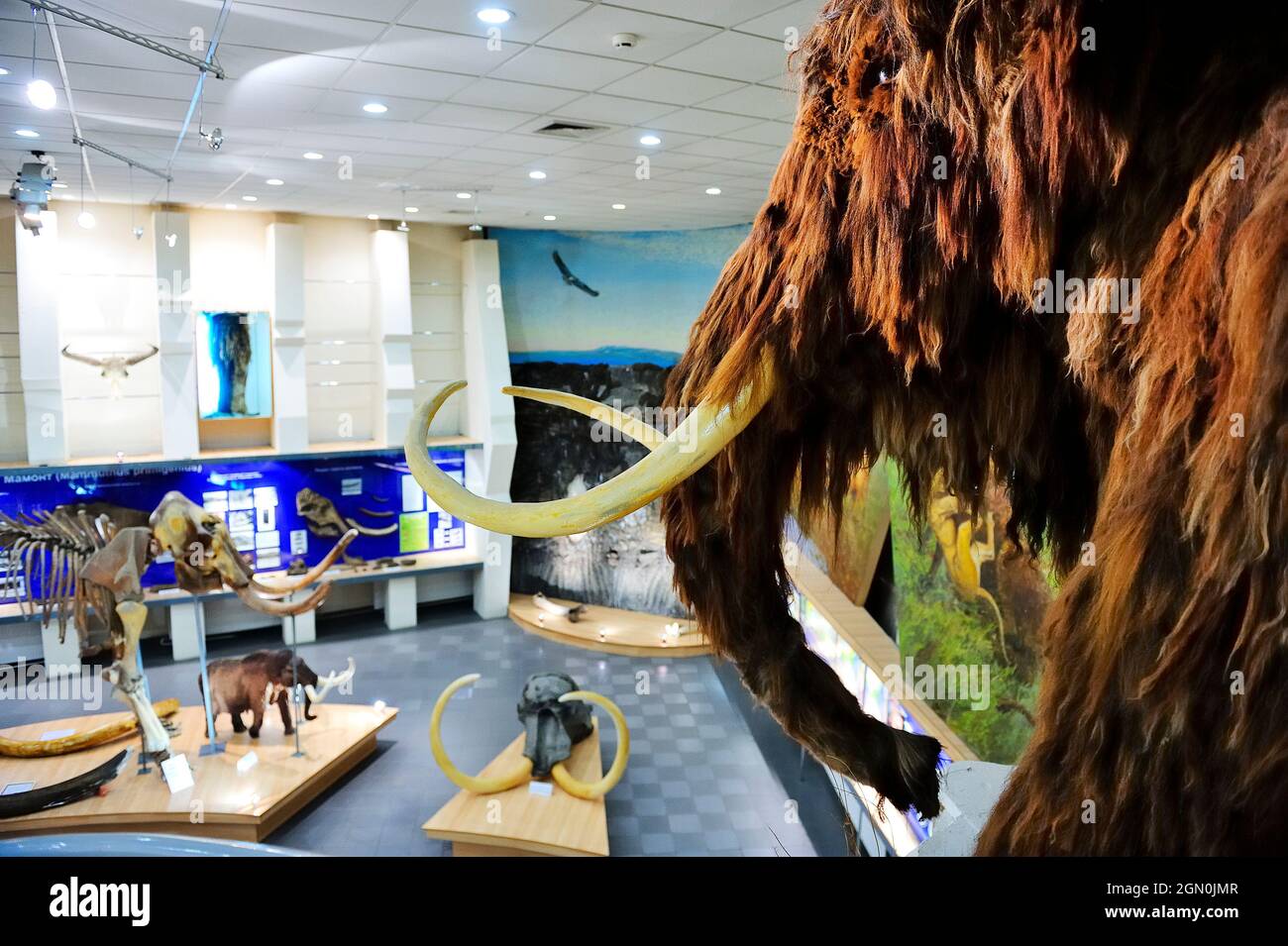 Mammoth Museum in Jakutsk, Yakutia: Jakutsk, ASIA, RUSSIA, SACHA, YAKUTIA, Republic of Sakha (Yakutia), River Lena Stock Photo