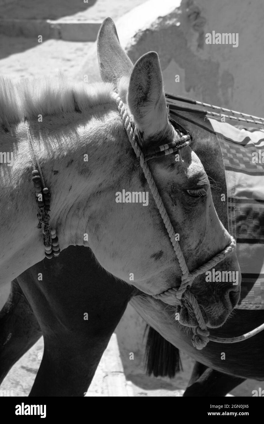 Vertical grayscale shot of a horse tied with a leash in Santorini, Greece Stock Photo