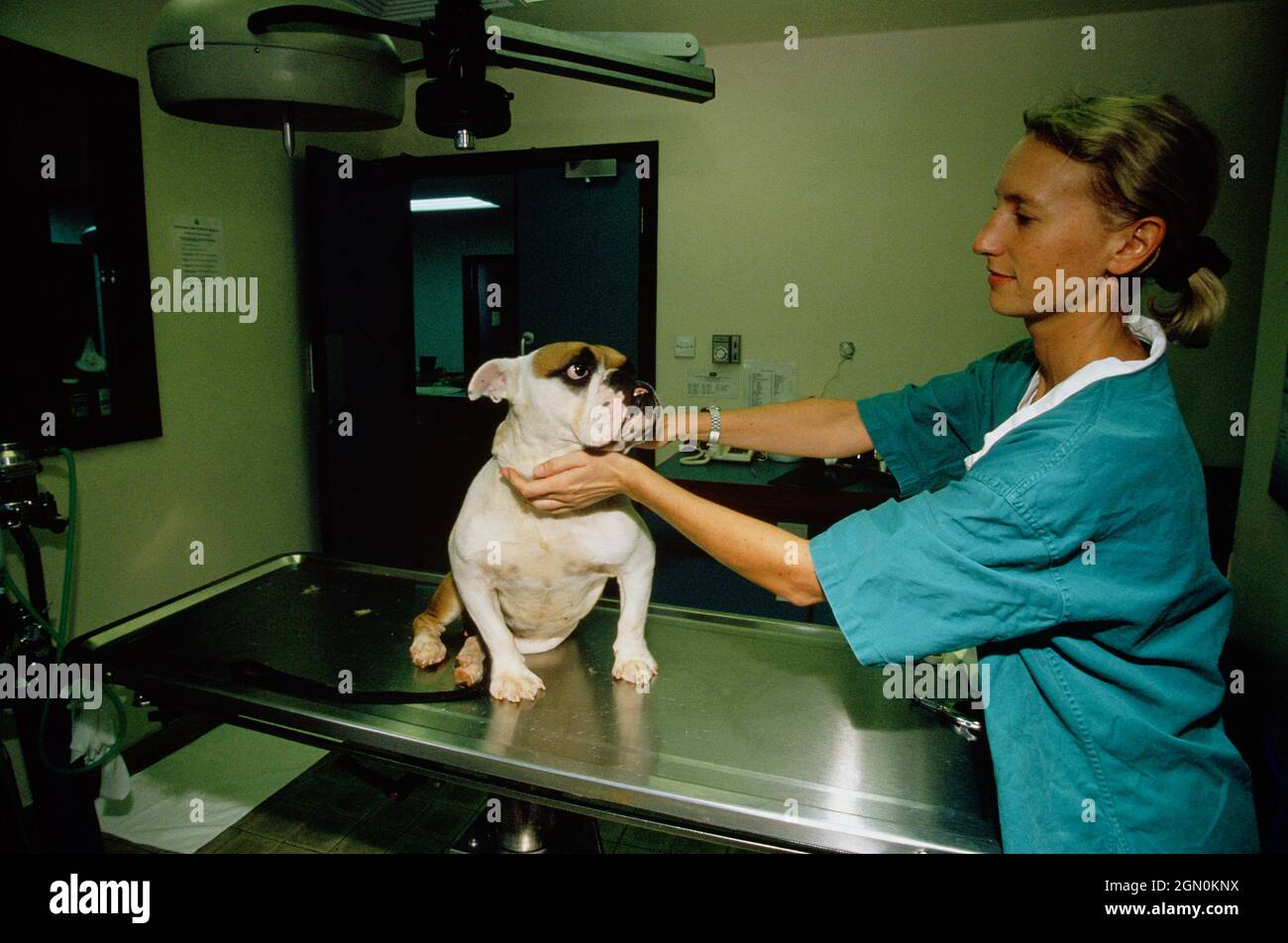 Occupations. Female Veterinary surgeon examining Bulldog. Stock Photo