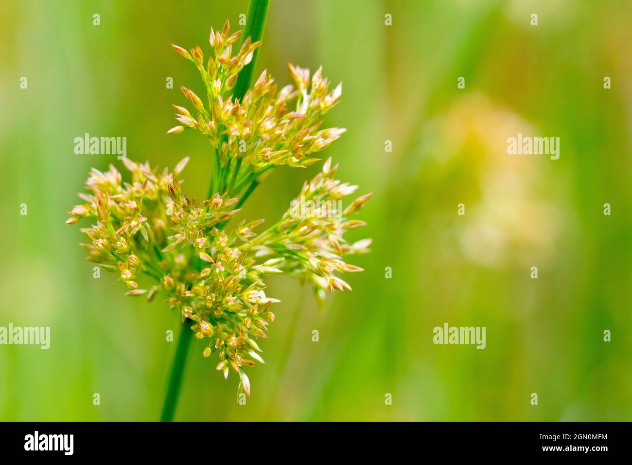 Soft Rush (juncus effusus), close up of the flowers of the grass, isolated from the background by a shallow depth of field. Stock Photo