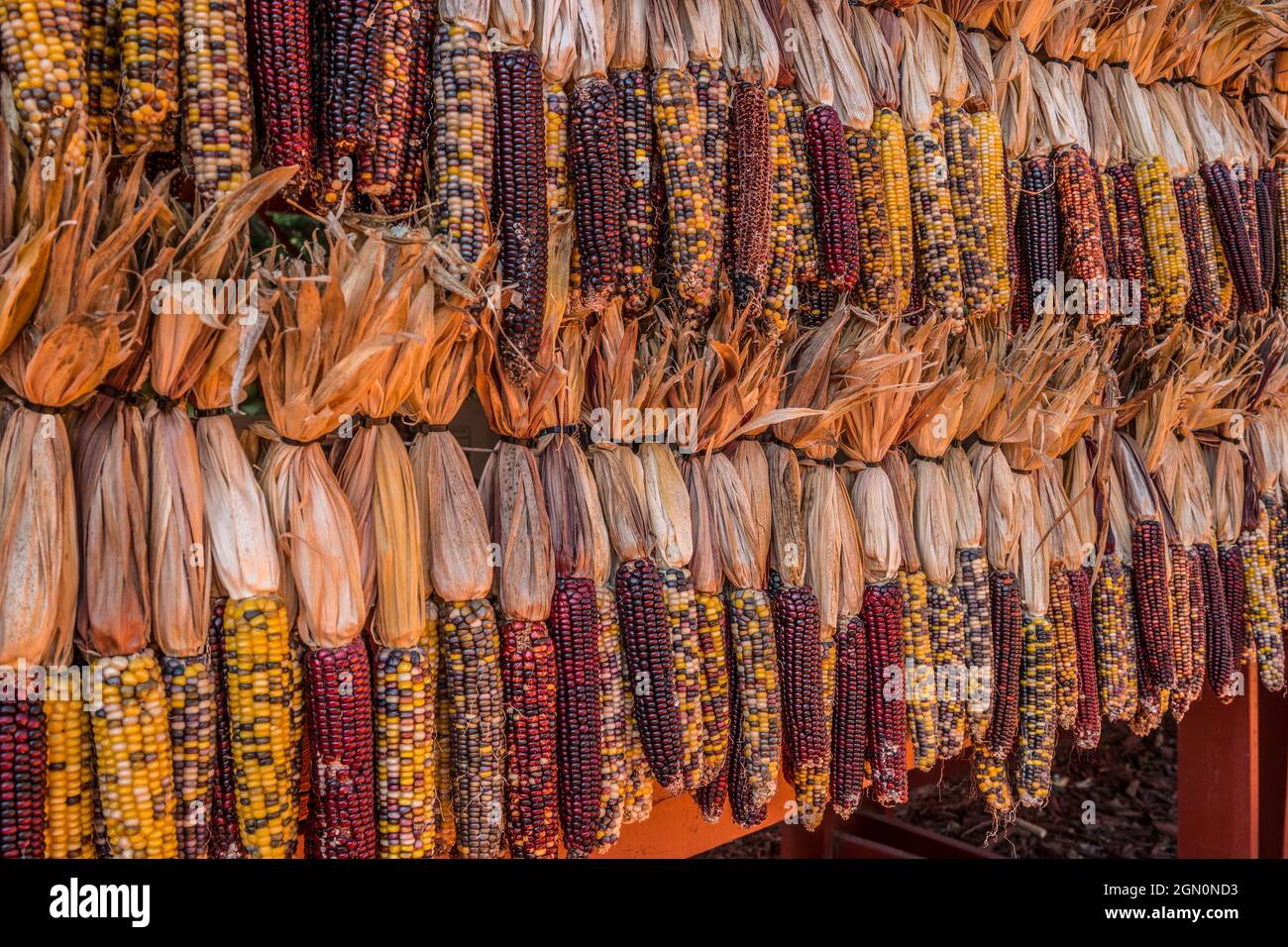 Multicolored corn with the husk used for seasonal decoration in the autumn time hanging in a barn for sale at a farmers market Stock Photo