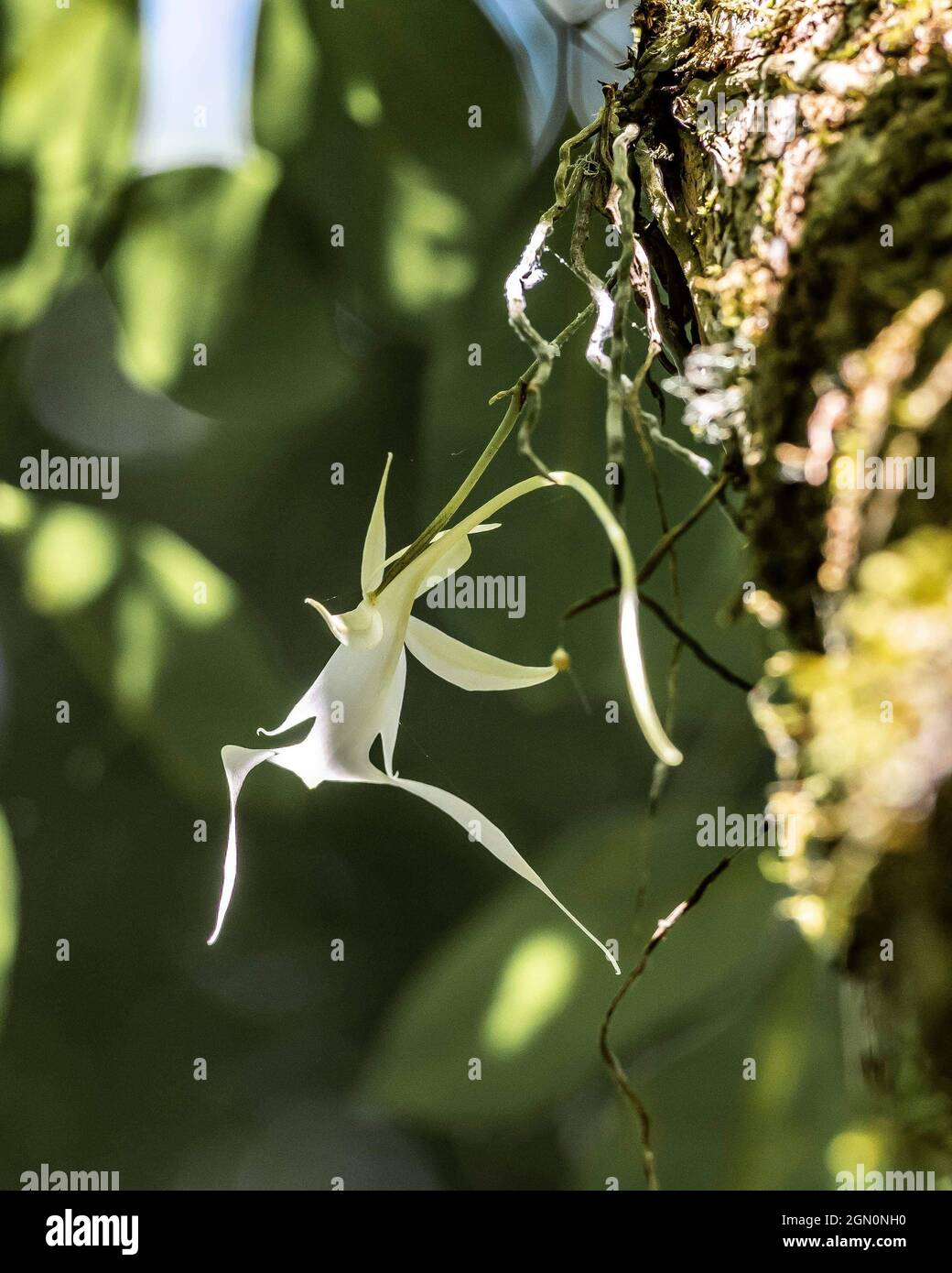 Vertical shot of a ghost orchid on a blurred background Stock Photo