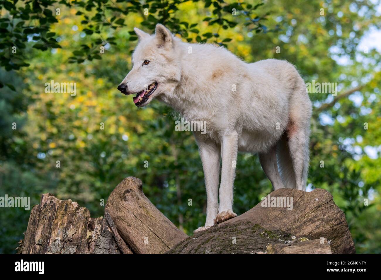Hudson Bay wolf / Arctic wolf (Canis lupus hudsonicus) white wolf native to Canada Stock Photo