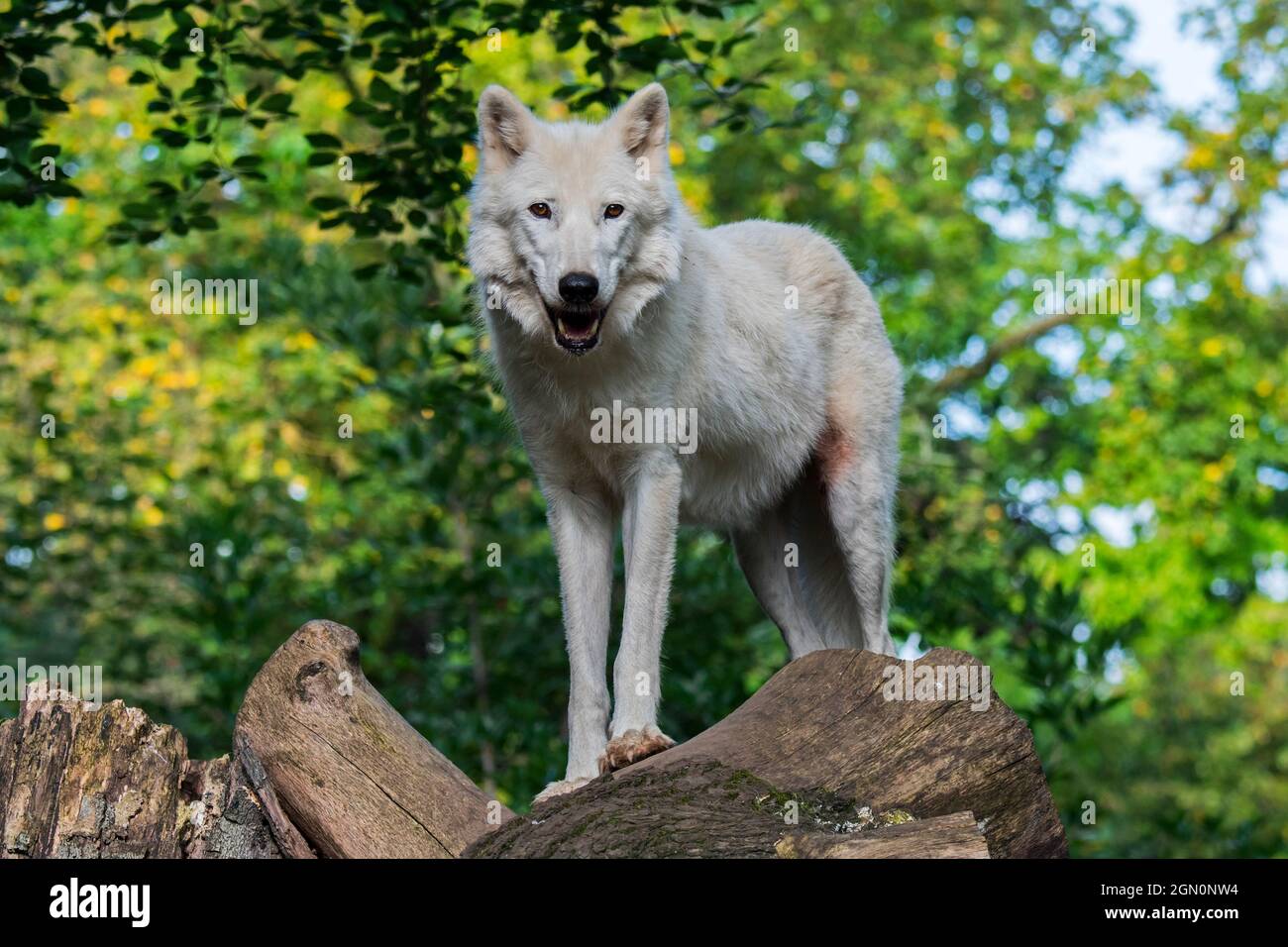 Hudson Bay wolf / Arctic wolf (Canis lupus hudsonicus) white wolf native to Canada Stock Photo