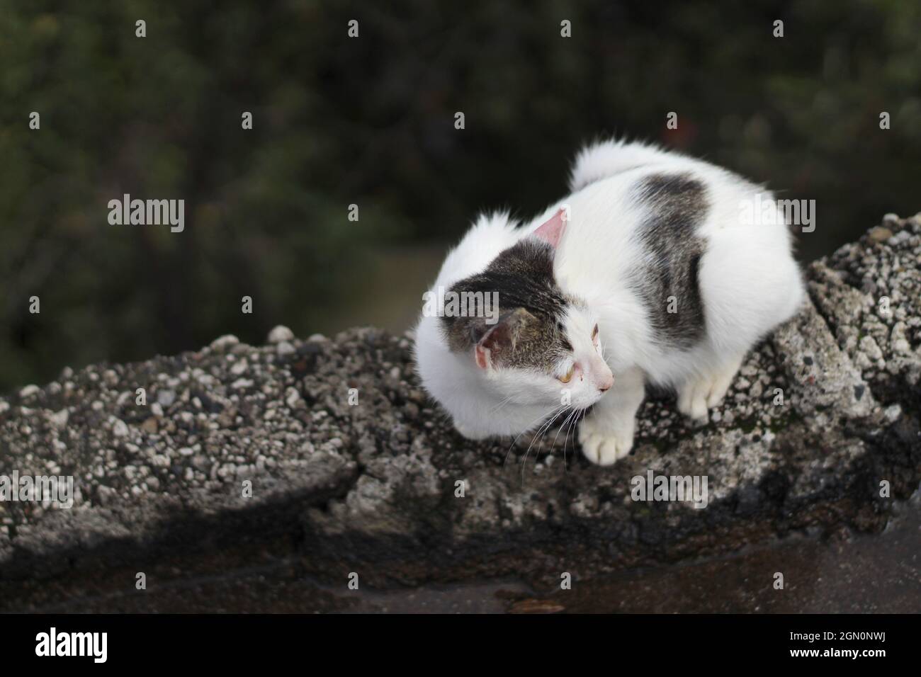 Stray kitten sitting on top of a stone fence Stock Photo - Alamy