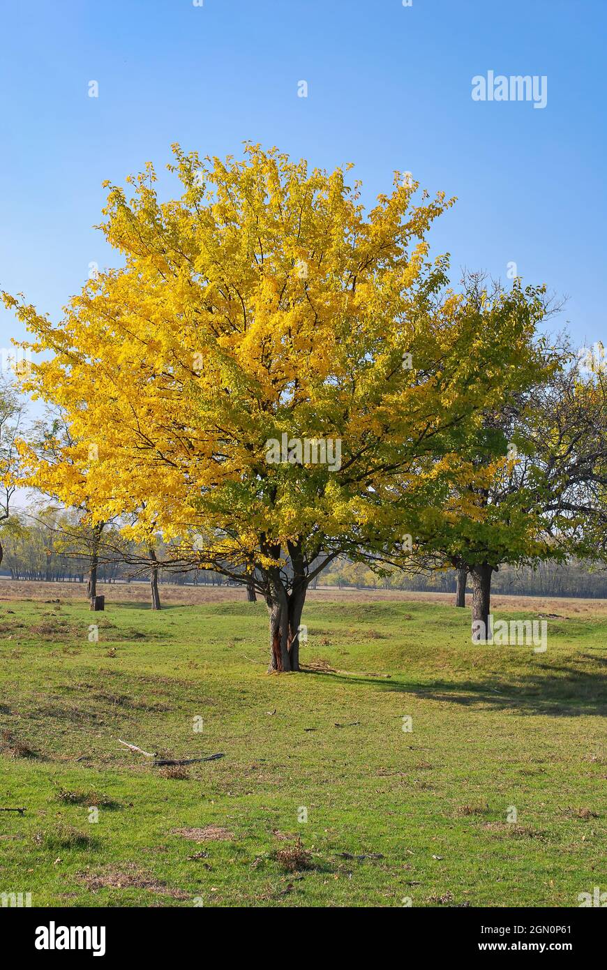 Beautiful yellow poplar tree. Yellow autumn. #autumn leaves. United Kindom, UK, Canada, United States, USA, Europe, EU.  Tree standing on grass field Stock Photo