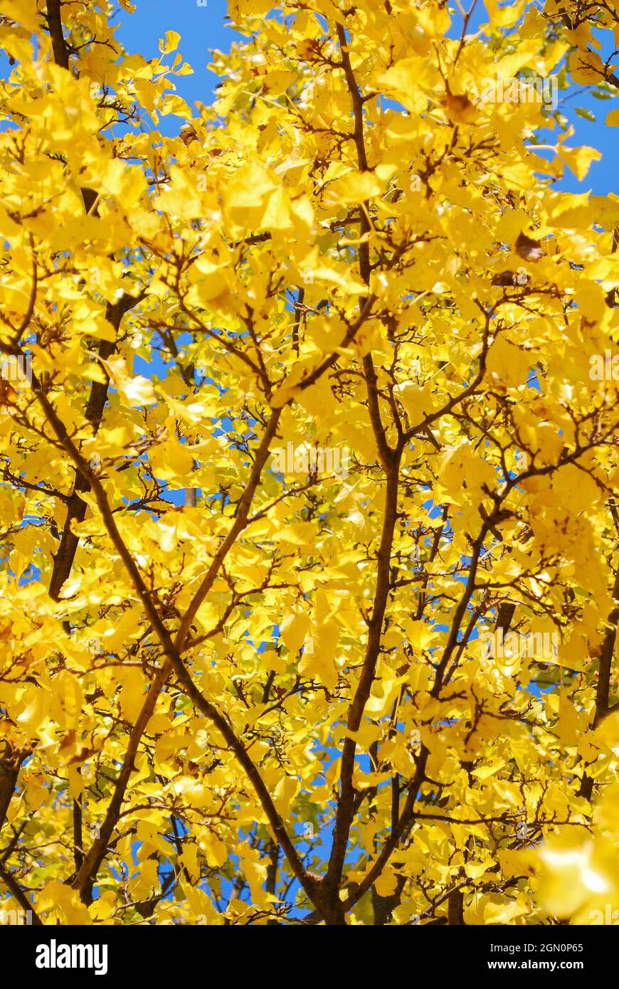 Beautiful yellow poplar tree. Yellow autumn. #autumn leaves. United Kindom, UK, Canada, United States, USA, Europe, EU Stock Photo