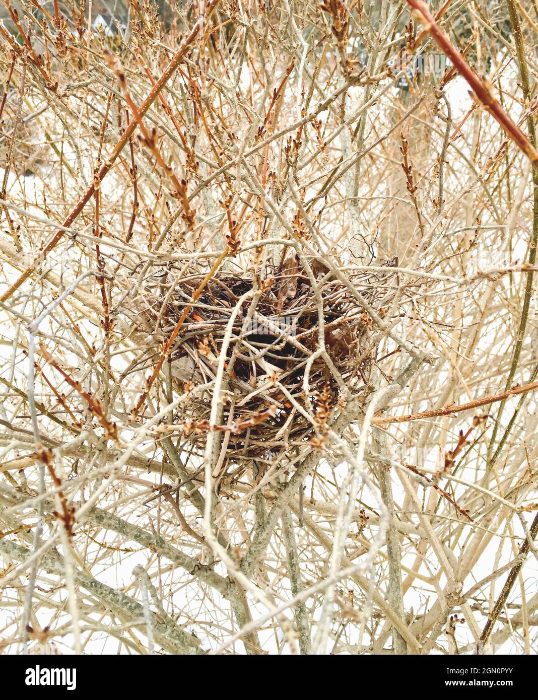 Empty birds nest in winter woodland. Stock Photo