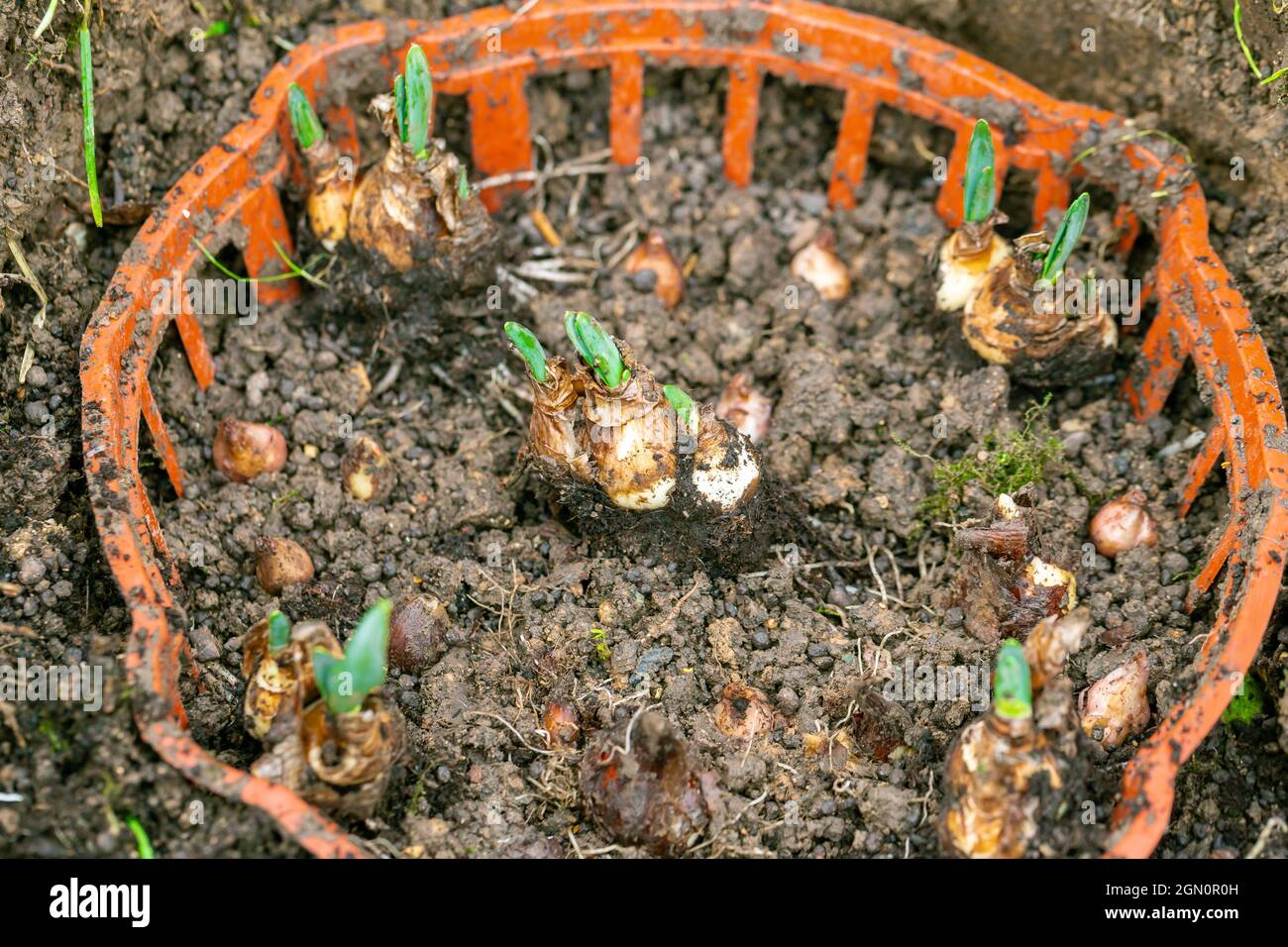 planting daffodil bulbs in a basket in autumn Stock Photo Alamy