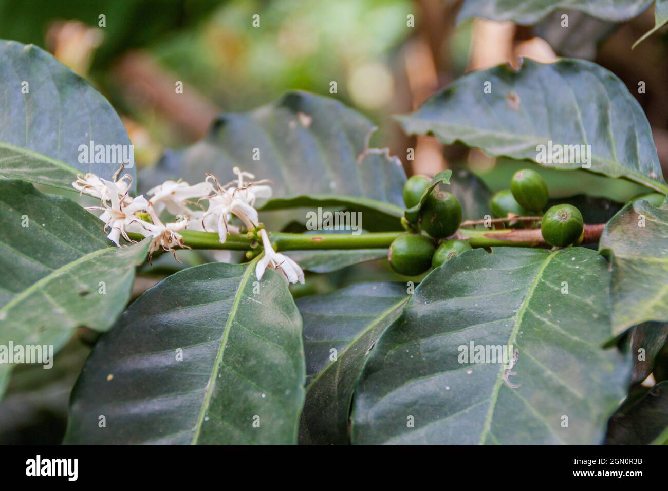 Detail of coffee tree blossom and beans Stock Photo Alamy