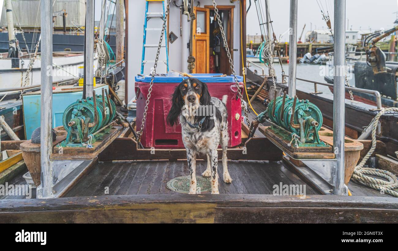 Spaniel dog fishing hi-res stock photography and images - Alamy