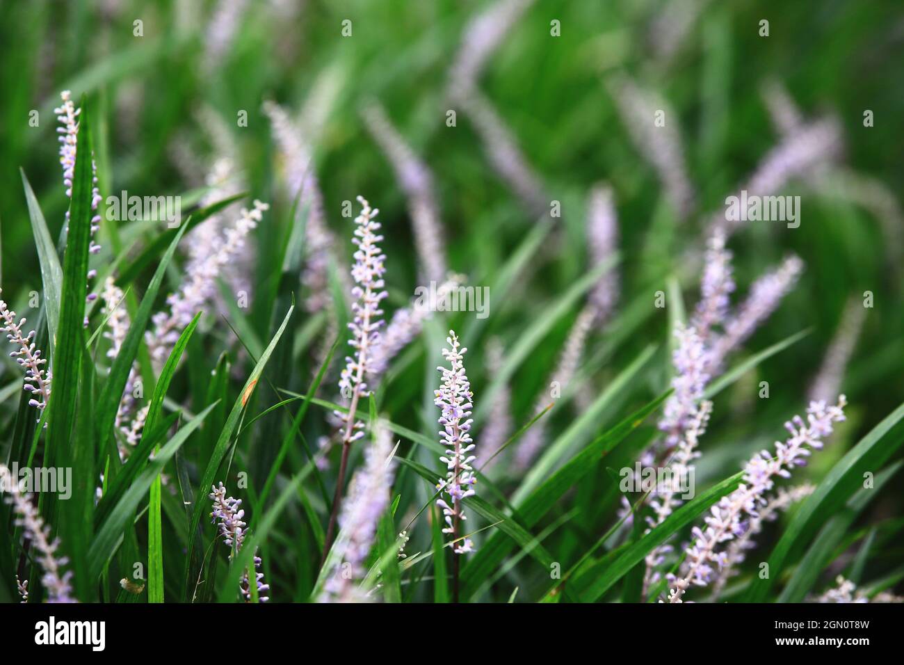 beautiful view of Creeping Liriope(Liriope Muscari) flowers and buds,close-up of purple with white flowers blooming in the garden Stock Photo
