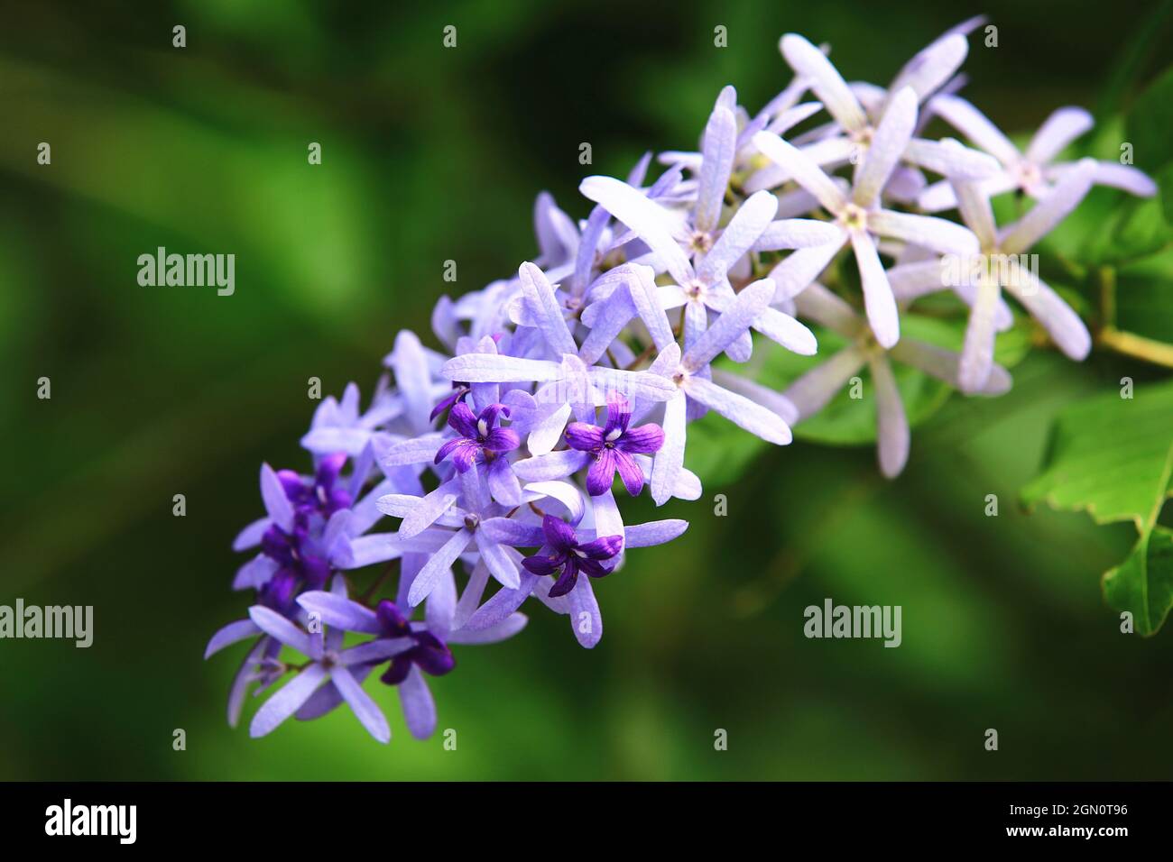 Queens wreath hires stock photography and images Alamy