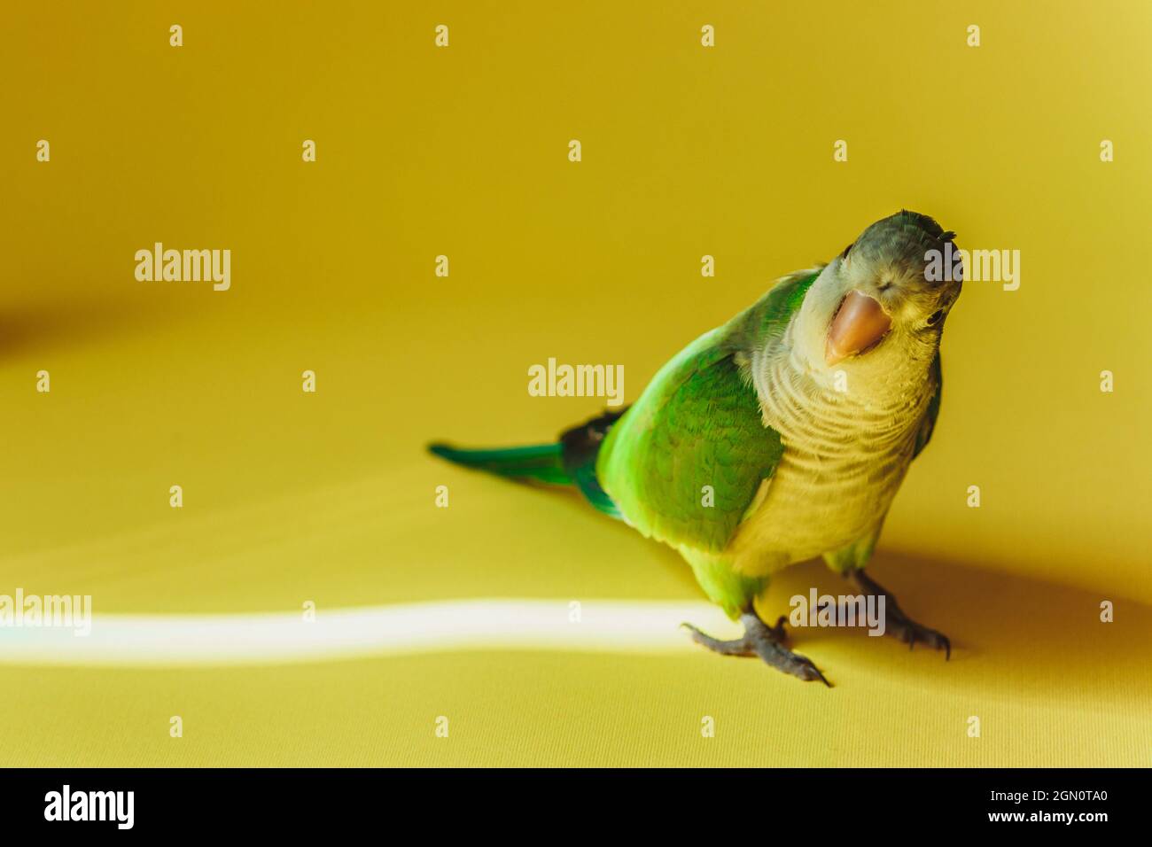 Playful green parrot looks at the camera on a yellow background. Stock Photo