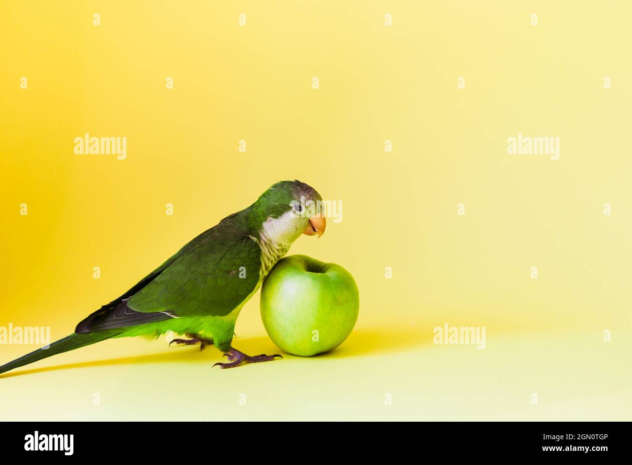 Green parrot monk breed with a round sharp beak eats a green healthy apple. Stock Photo