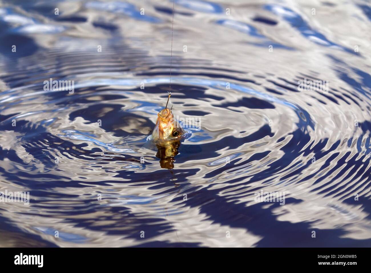 Fishing for carp on a cork float rod. The Northern reservoir and ...