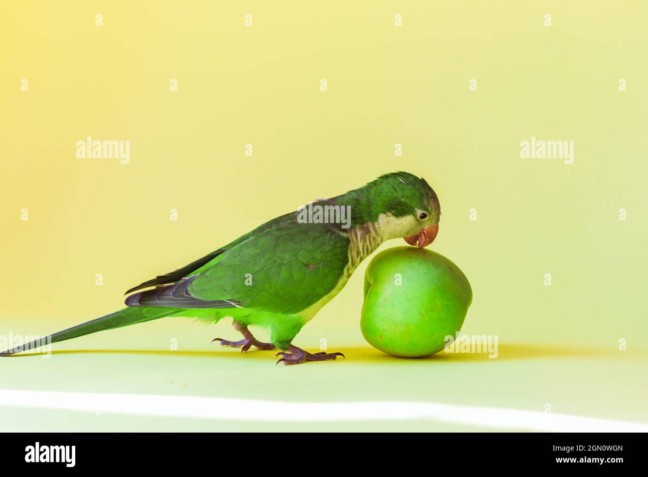Green parrot monk breed eats a green healthy apple on a yellow background.  Stock Photo