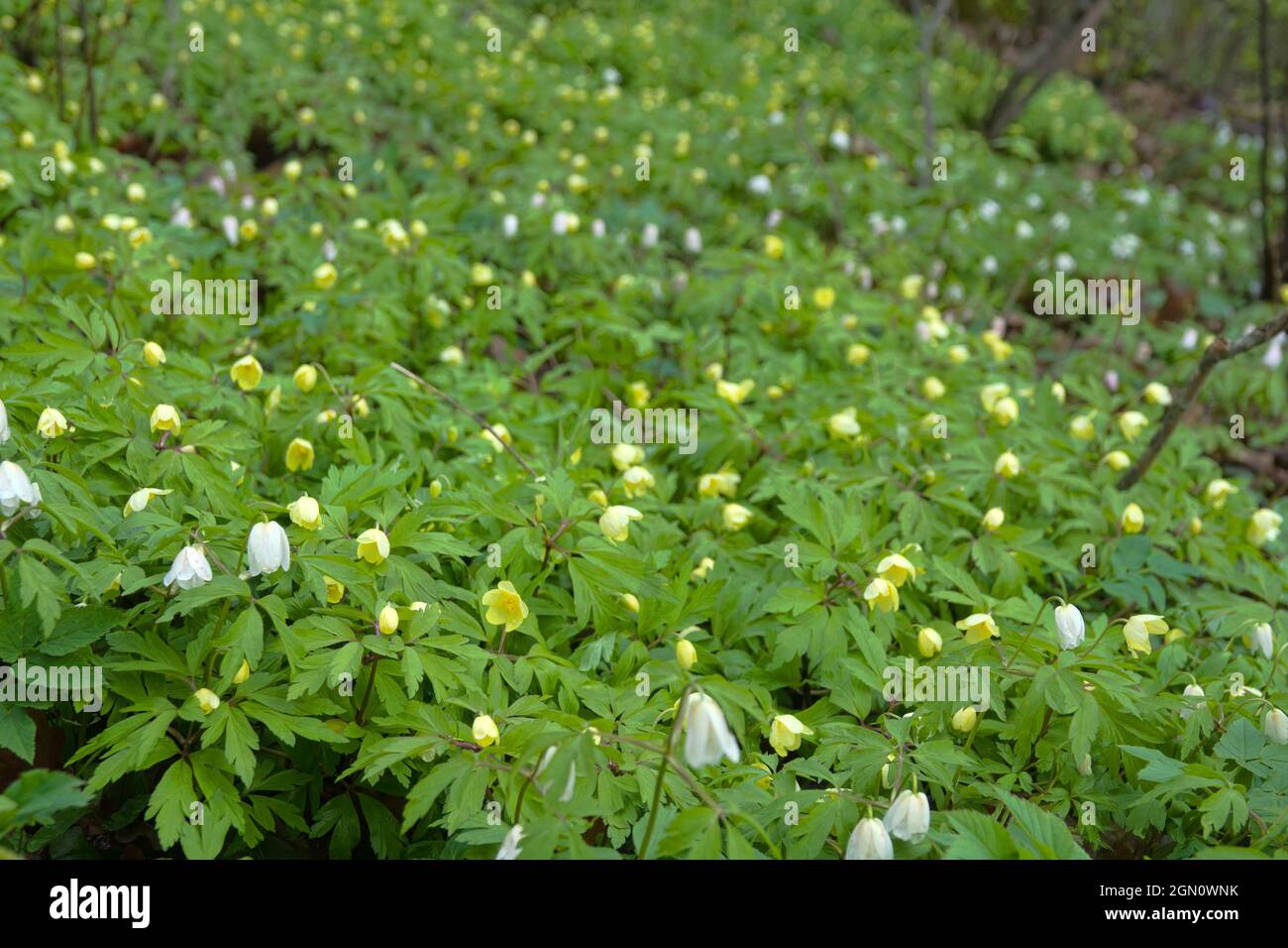 Early bloomers (primroses) of northern European forests. European wood anemone (Anemone nemorosa) and Yellow wood anemone (Anemone ranunculoides) in p Stock Photo