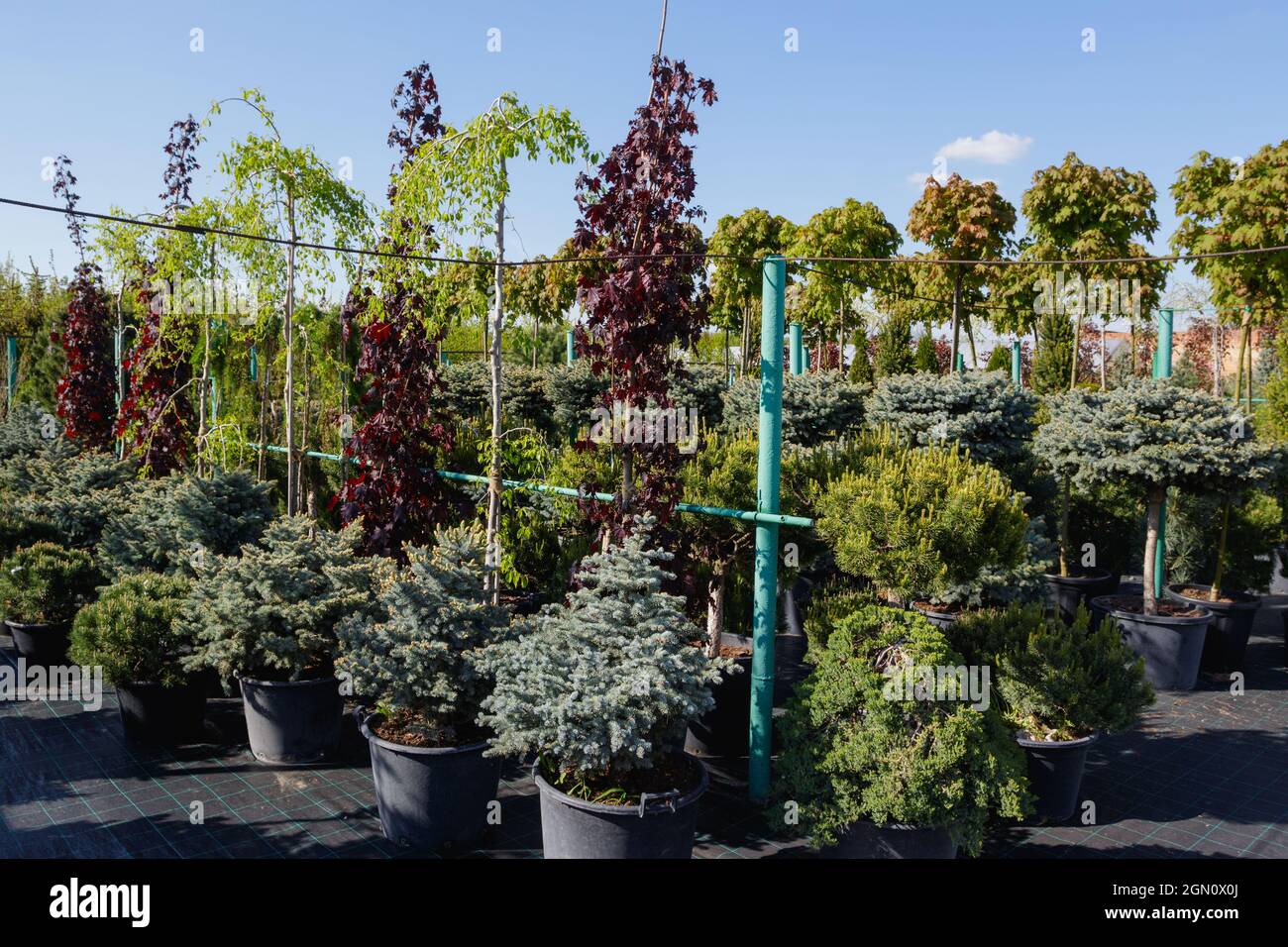 What Trees Grow Well In Large Pots at Derrick Duran blog