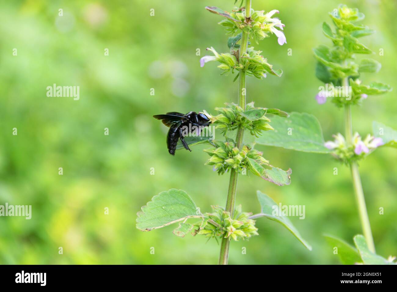 Wild bee, Carpenter bee (Xylocopa sp.) at snakeflower (Lamium sp.) collects nectar and pollinates flowers. Sri Lanka Stock Photo