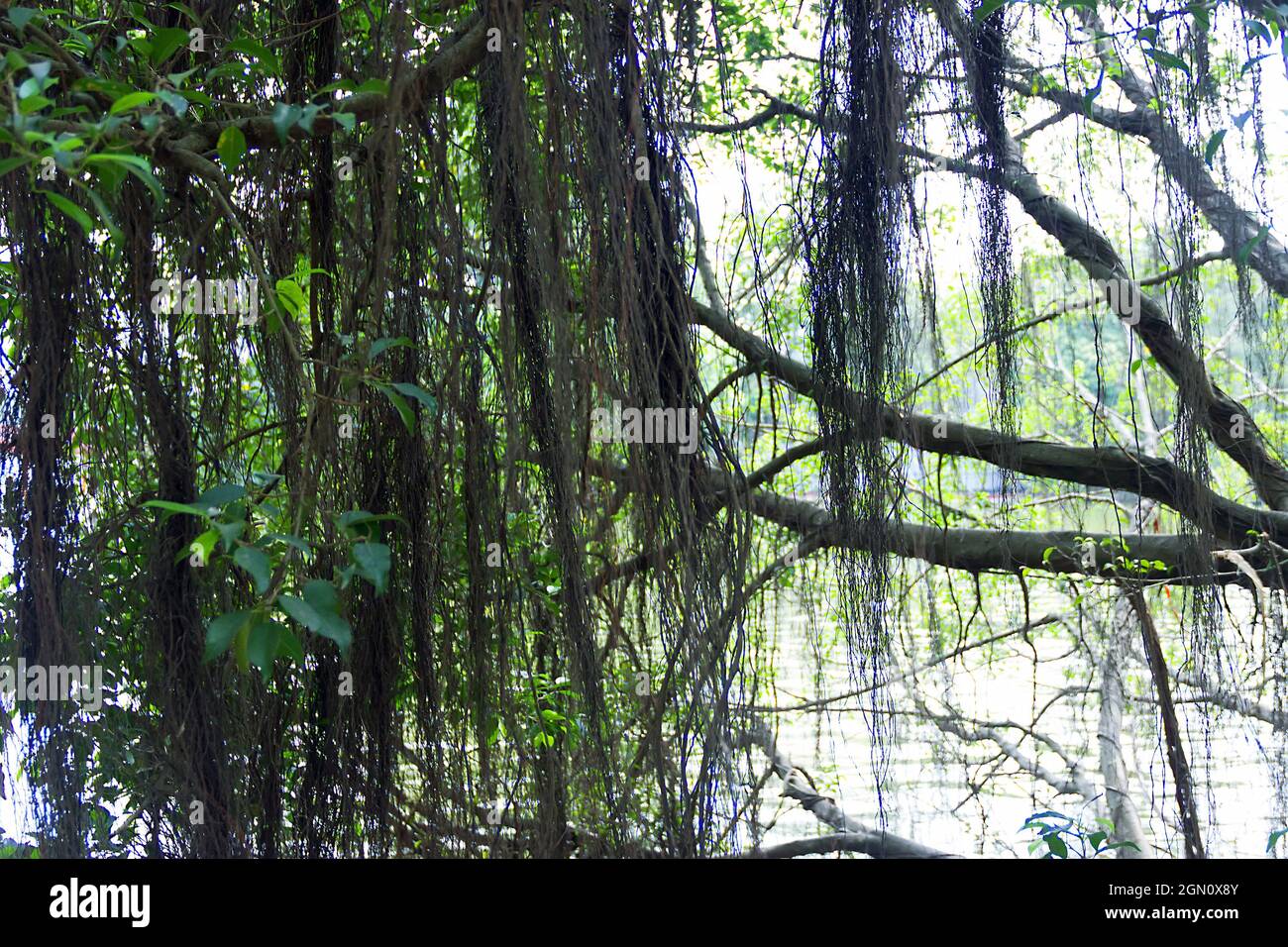 Aerating root; pneumatophore root - species of trees from the mangrove forest. Vietnam Stock Photo