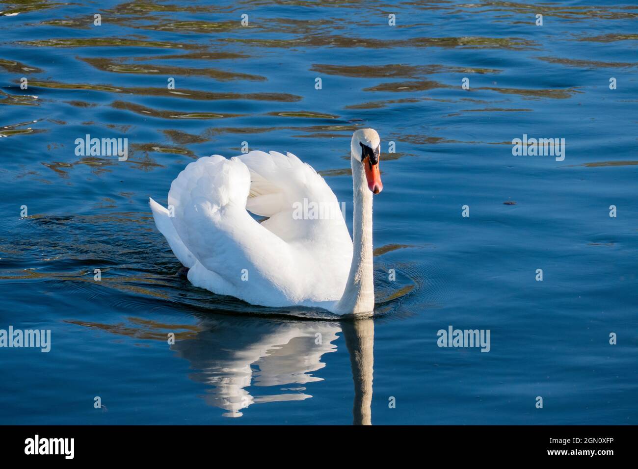 Schwan, schwimmt auf  einem See, und wärmt sich in der Abendsonne Stock Photo