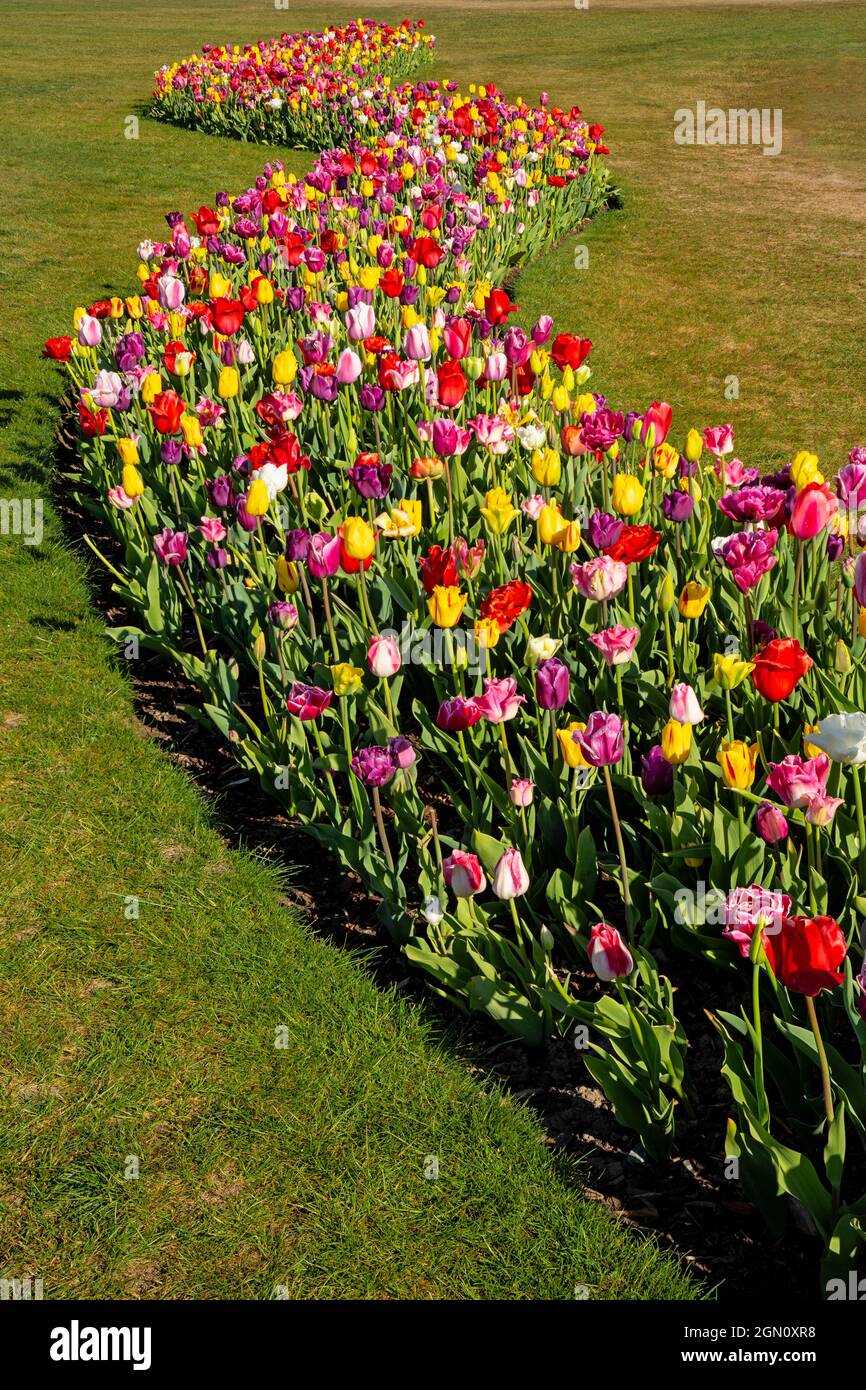 WA19627-00...WASHINGTON - Colorful tulips in a demonstration garden at RoozenGaarde Bulb Farm in the Skagit Valley. Stock Photo