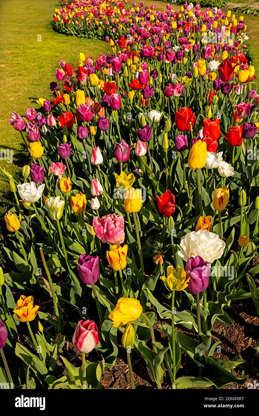WA19628-00...WASHINGTON - Colorful tulips in a demonstration garden at RoozenGaarde Bulb Farm in the Skagit Valley. Stock Photo