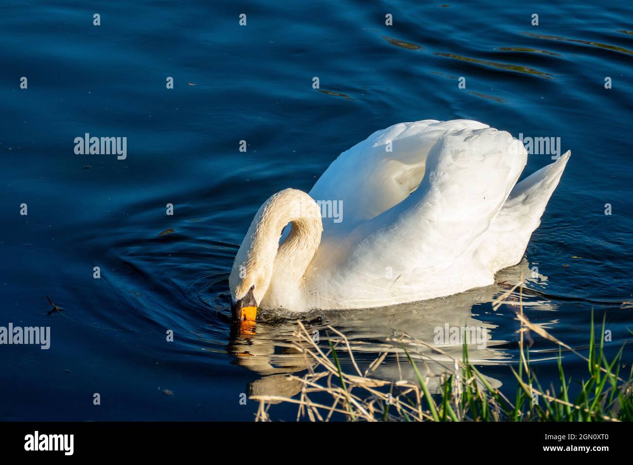 Schwan, schwimmt auf  einem See, und wärmt sich in der Abendsonne Stock Photo